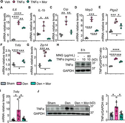 Morroniside ameliorates inflammatory skeletal muscle atrophy via inhibiting canonical and non-canonical NF-κB and regulating protein synthesis/degradation